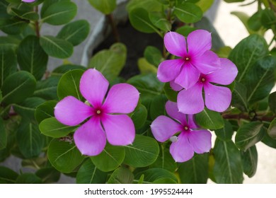 Catharanthus Roseus Or Pink Periwinkle Flowers Are Blooming In The Garden. Madagascar Periwinkle Flowers Top Angle Views. Bright Eyes Flower.