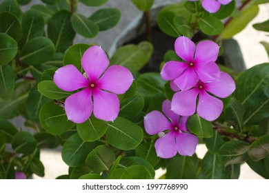 Catharanthus Roseus Or Pink Periwinkle Flowers Are Blooming In The Garden. Madagascar Periwinkle Flowers Top Angle Views. Bright Eyes Flower.