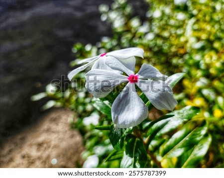 Catharanthus Rosous Bunga tapak dara Tapak dara Flower The periwinkle flower is a plant that is commonly used to treat various diseases