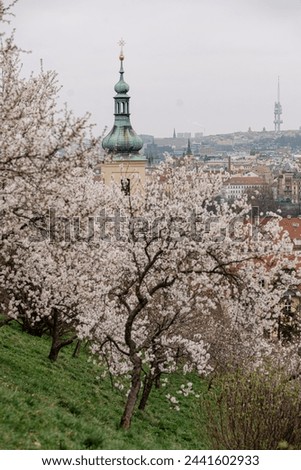 Cathedral in the center of Prague, branches of a flowering tree