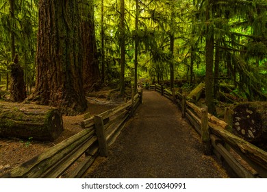 Cathedral Grove near Tofino, Vancouver Island, British Columbia