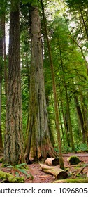 Cathedral Grove, old-growth forest Vancouver Island, British Columbia Canada