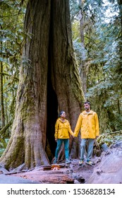 Cathedral Grove park Vancouver Island Canada with huge douglas trees and people in yellow rain jacket 
