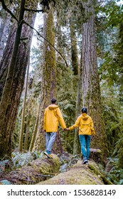 Cathedral Grove Park Vancouver Island Canada With Huge Douglas Trees And People In Yellow Rain Jacket 