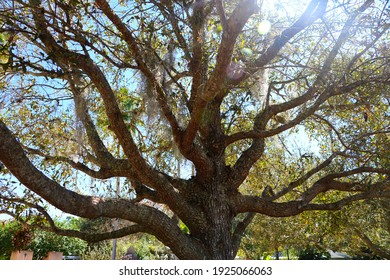 A Cathedral live oak tree under the sun
