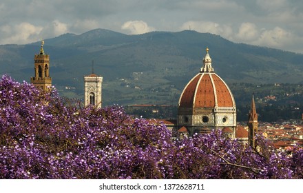 Cathedral of Santa Maria del Fiore in Florence with Purple Wisteria. Italy