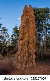 A Cathedral Termite Mound In Australian Outback