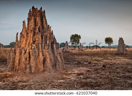 Cathedral termite mounds (Nasutitermes triodae), Northern Territory, Australia