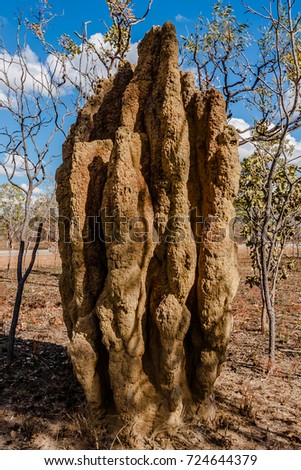 Cathedral termite mounds, Northern Territory, Australia