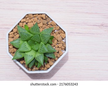 Cathedral Window Haworthia (Haworthia cymbiformis) plant on wooden table with space for add text
