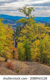 Catherine Creek Recreation Area, Columbia River Gorge