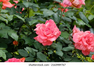 Catherine Deneuve Rose In Full Blooming