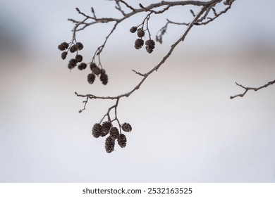 Catkins or Alder Cones, Common Alder (Alnus glutinosa) in winter. Branch of Alnus glutinosa, black alder or European alder. - Powered by Shutterstock