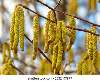 Catkins Of Common Hazel, Corylus Avellana,