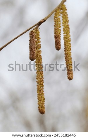 catkins of the common hazel tree flowering in early spring close up