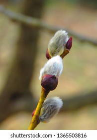 Catkins Of Goat Willow, Salix Caprea,