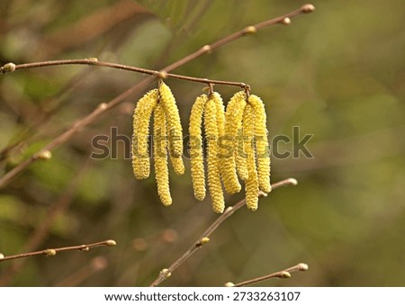 Catkins hanging from hazel in springtime