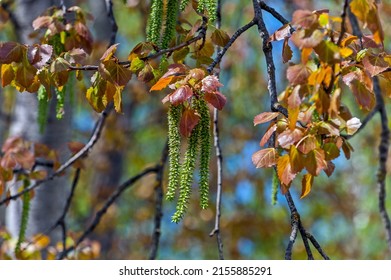 Catkins And Leaves On An Aspen Branch