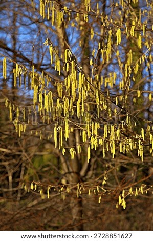 Catkins on a hazel tree in spring sunshine
