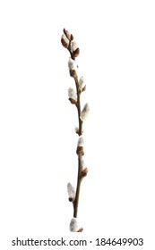 Catkins Willow Branch Easter Isolated