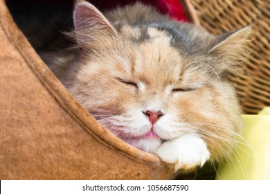 Catkitty Isolate On Backgroundfront View Top Stock Photo 1056687590