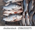 Catla fish,catla fish in market.