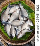 Catla fishes kept on the basket for sale. It is freshwater fish.