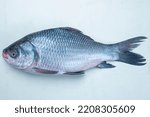 Catla Katla fish Bangladesh fresh water fish isolated on white background 