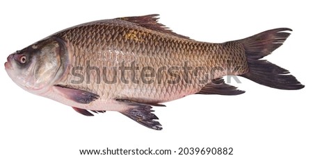 Catla catla Katla fish Bangladesh fresh water fish