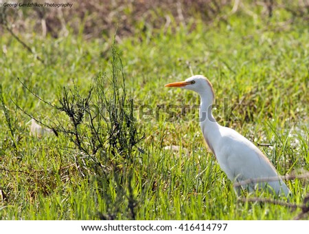 Catle Egret