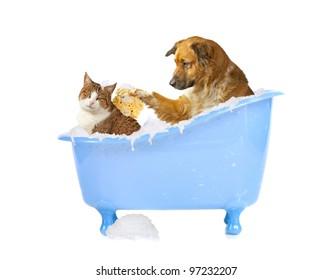 Cat-lick, Dog And Cat In A Bathtub