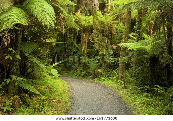 Catlins Southland Neuseeland Path Rainforest Narrow Stock Photo Edit