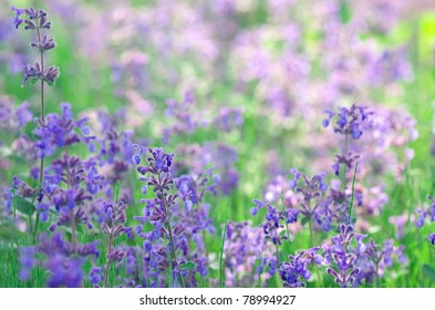 Catmint Garden