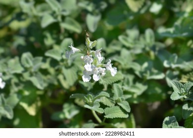 Catmint Snowflake leaves and small white flowers - Latin name - Nepeta racemosa Snowflake