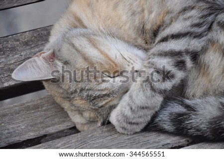 Catnap: Close-up of Cat Sleeping on Bench in Italian Sunshine, Tuscany, Italy.