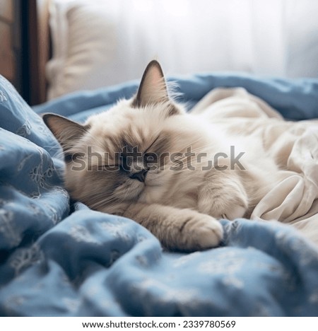 Catnapping Serenity: Peaceful Moments on a Soft Pillow