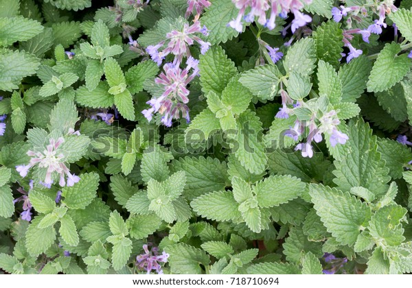 Catnip or catmint green\
herb background