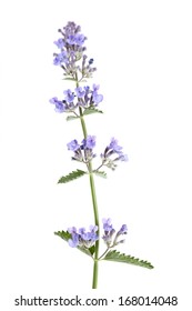 Catnip Flower Isolated On White Background With Shallow Depth Of Field.