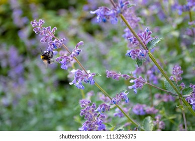 Catnip Flowers In The Botanical Garden