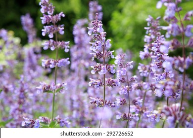 Catnip Flowers (Nepeta ) In Country Rustic Garden.