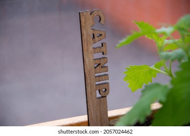 Catnip, Nepeta Cataria, Growing In A Small Wooden Planter. There's A Wooden Marker With The Word Catnip Cut Out Of The Wood And Edged In Black. The Leaves On The Plant Are A Vibrant Lush Green Color. 