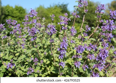 Catnip. Nepeta Cataria Medicinal Plant