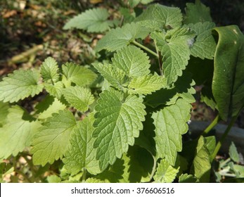 Catnip Plant
