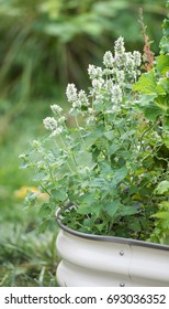 Catnip Plant Growing In Raised Bed