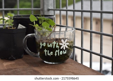 Catnip Plant In A Mug