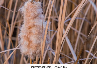 Cat-of-nine-tails surrounded by tall brown grass