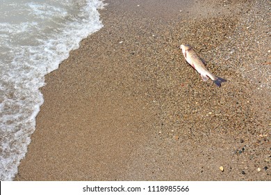 Catostomidae Sucker Fish Out Of Water.