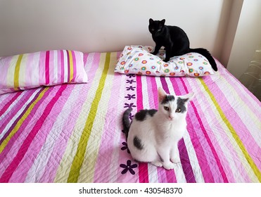 Cats
