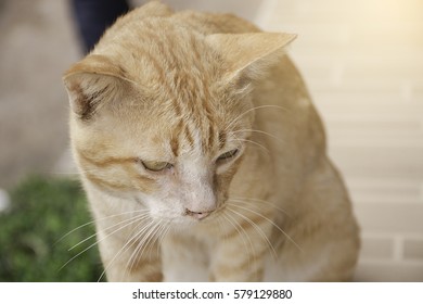 cats