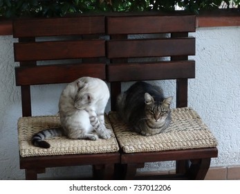 cats
